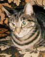 photo de Gribouillette, chat europeen ray gris